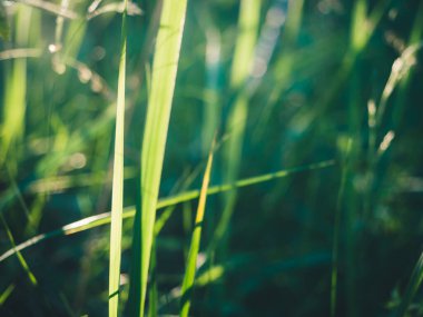 Yeşil çimenler. Gün batımında çayır. Doğa geçmişi. Yeşil arkaplan