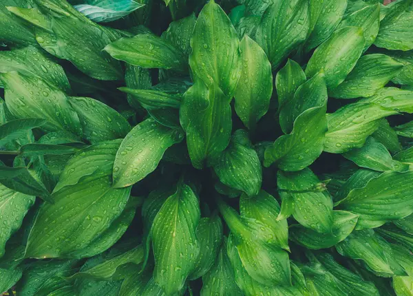 Fondo de hojas verdes naturales con gotas de lluvia — Foto de Stock