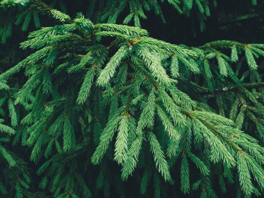 Yeşil köknar ağacı dokusu. Yeşil doğa arkaplanı.