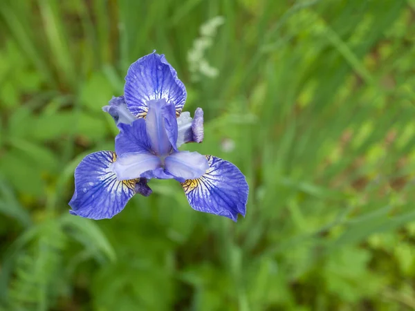 Violet blossom flower in the garden. Nature background. — Stock Photo, Image