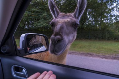 Safari parkında araba camının yanında duran meraklı bir lama. Hayvanlar içeride benzersiz bir yaban hayatı deneyimi yaratıyor..
