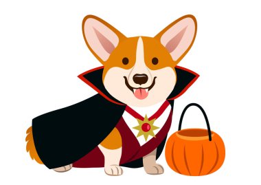 Corgi köpek giyen vampir Halloween kılık siyah pelerin, dişleri, beyaz gömlek ve kabak ile koyu kırmızı yelek ile oyun ya da şeker kova. Şirin mutlu corgi köpek yavrusu oturma ve dilini çıkarmış gülümseyen. 