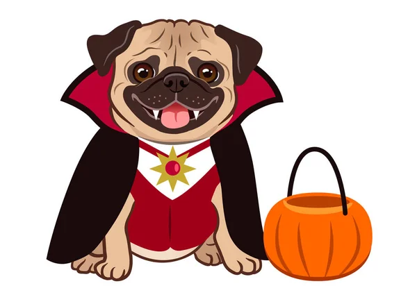 Mops Pes Halloween Upíří Kostým Kreslený Obrázek Roztomilý Přátelský Fat — Stockový vektor