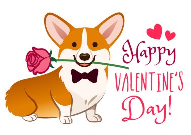 Corgi köpek ağız Sevgililer günü kartı vektör karikatür gül çiçek ile. Corgi köpek yavrusu beyaz arka plan üzerinde oturan sevimli. Komik esprili sevgi, Evcil hayvan, hayvan, Happy Valentine's gün Tema tasarım öğesi.