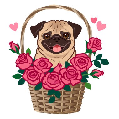 Gül vektör çizgi film illüstrasyon izole üzerine beyaz bir sepet içinde oturan sevimli pug köpek. Evcil hayvan, aşk, arkadaş, teşekkür ederim, romantizm, dating, flört, Sevgililer günü, Doğum günü Tema tebrik kartı.