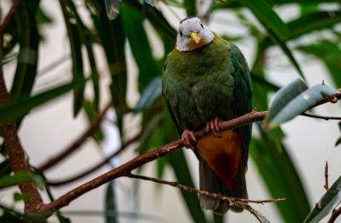 Kara Napolyon Meyve Güvercini (Ptilinopus melanospilus), ayrıca siyah başlı meyve güvercini olarak da bilinir.