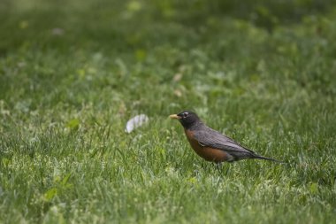 Amerikalı Robin (Turdus migratorius), gerçek ardıç kuşu cinsinin göçmen kuşu ve daha geniş ardıç kuşu olan Turdidae familyasından bir kuş..