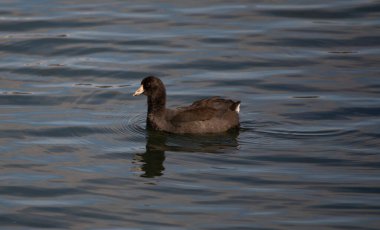 Amerikan Coot (Fulica americana), Mud Hen veya Pouldeau olarak da bilinir..