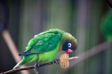 Kara Yanaklı Aşk Kuşu (Agapornis nigrigenis), aşk kuşu cinsinin küçük bir papağan türüdür..