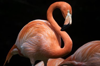 Amerikan flamingosu (Phoenicopterus ruber), Karayip flamingosu olarak da bilinir..