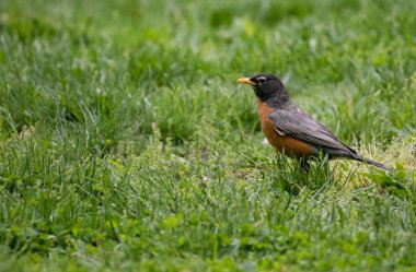 Amerikalı Robin (Turdus migratorius), gerçek ardıç kuşu cinsinin göçmen kuşu ve daha geniş ardıç kuşu olan Turdidae familyasından bir kuş..