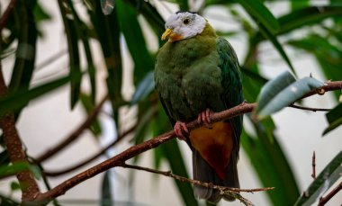 Kara Napolyon Meyve Güvercini (Ptilinopus melanospilus), ayrıca siyah başlı meyve güvercini olarak da bilinir.