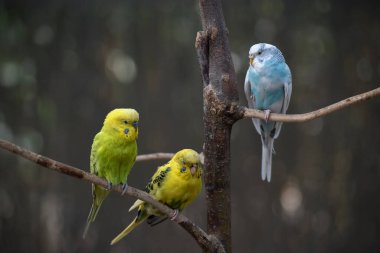 Budgerigar (Melopsittacus undulatus), yaygın muhabbet kuşu, Shell Parakeet veya Budgie olarak da bilinir..