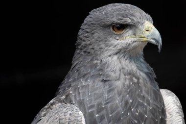 Şili Mavi Kartalı (Geranoaetus melanoleucus). Kara Göğüslü Şahin-Kartal olarak da bilinen Mavi Kartal, Buteo cinsinden yırtıcı bir Güney Amerika kuşudur..