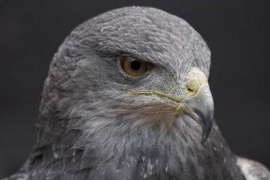 Şili Mavi Kartalı (Geranoaetus melanoleucus). Kara Göğüslü Şahin-Kartal olarak da bilinen Mavi Kartal, Buteo cinsinden yırtıcı bir Güney Amerika kuşudur..