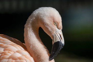 Şili flamingosu (Phoenicopterus chilensis), Amerikan flamingosuyla yakın akraba olan büyük bir flamingo türüdür..