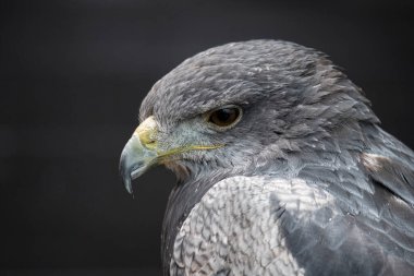 Şili Mavi Kartalı (Geranoaetus melanoleucus). Kara Göğüslü Şahin-Kartal olarak da bilinen Mavi Kartal, Buteo cinsinden yırtıcı bir Güney Amerika kuşudur..