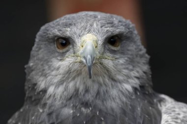 Şili Mavi Kartalı (Geranoaetus melanoleucus). Kara Göğüslü Şahin-Kartal olarak da bilinen Mavi Kartal, Buteo cinsinden yırtıcı bir Güney Amerika kuşudur..