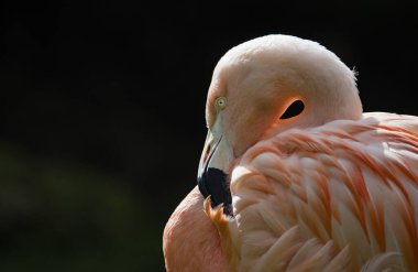Şili flamingosu (Phoenicopterus chilensis), Amerikan flamingosuyla yakın akraba olan büyük bir flamingo türüdür..