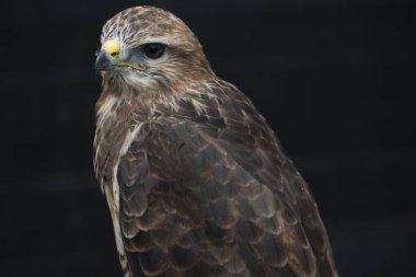 Yaygın Şahin (Buteo buteo). Yaygın Şahin (Buteo buteo), çok çeşitli avları olan fırsatçı bir yırtıcıdır, ama çoğunlukla küçük memelilerle beslenir, özellikle fareler gibi kemirgenlerle..