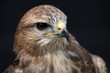 Yaygın Şahin (Buteo buteo). Yaygın Şahin (Buteo buteo), çok çeşitli avları olan fırsatçı bir yırtıcıdır, ama çoğunlukla küçük memelilerle beslenir, özellikle fareler gibi kemirgenlerle..