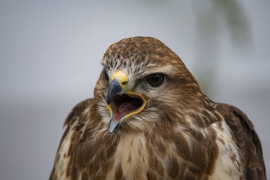 Yaygın Şahin (Buteo buteo). Yaygın Şahin (Buteo buteo), çok çeşitli avları olan fırsatçı bir yırtıcıdır, ama çoğunlukla küçük memelilerle beslenir, özellikle fareler gibi kemirgenlerle..