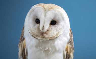 Ahır Baykuşu (Tyto alba). Dünyanın en yaygın yayılmış baykuş türü ve tüm kuşların en yaygın türlerinden biri olan, yetenekli ve ölümcül bir yırtıcıdır..