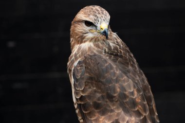 Yaygın Şahin (Buteo buteo). Yaygın Şahin (Buteo buteo), çok çeşitli avları olan fırsatçı bir yırtıcıdır, ama çoğunlukla küçük memelilerle beslenir, özellikle fareler gibi kemirgenlerle..