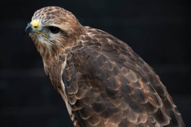 Yaygın Şahin (Buteo buteo). Yaygın Şahin (Buteo buteo), çok çeşitli avları olan fırsatçı bir yırtıcıdır, ama çoğunlukla küçük memelilerle beslenir, özellikle fareler gibi kemirgenlerle..