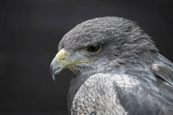 Şili Mavi Kartalı (Geranoaetus melanoleucus). Kara Göğüslü Şahin-Kartal olarak da bilinen Mavi Kartal, Buteo cinsinden yırtıcı bir Güney Amerika kuşudur..