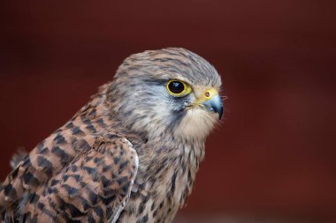 Avrupa kerkenezi, Avrasya kerkenezi ya da Eski Dünya kerkenezi olarak da bilinir..