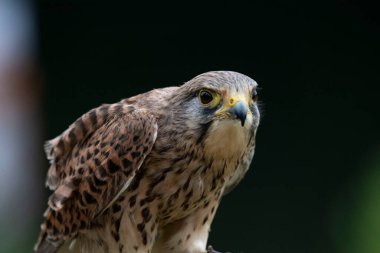 Avrupa kerkenezi, Avrasya kerkenezi ya da Eski Dünya kerkenezi olarak da bilinir..