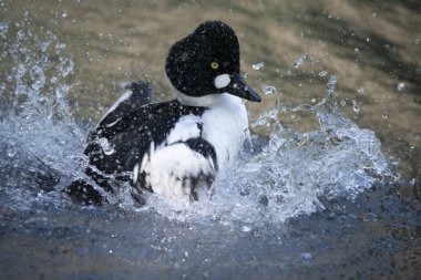 The Common Goldeneye (Bucephala clangula).