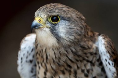 Avrupa kerkenezi, Avrasya kerkenezi ya da Eski Dünya kerkenezi olarak da bilinir..