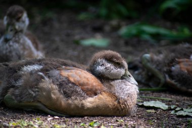 Mısırlı Kaz (Alopochen aegyptiaca). Ördekler, kazlar ve kuğulardan oluşan Anatidae familyasının Afrikalı bir üyesi. Bu tür Avrupa, Amerika Birleşik Devletleri ve diğer ülkelerde de kullanılmıştır..