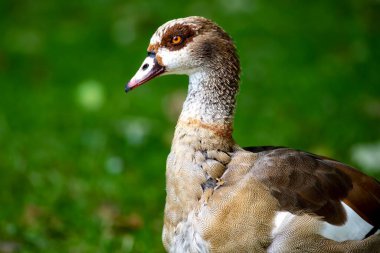 Mısırlı Kaz (Alopochen aegyptiaca). Ördekler, kazlar ve kuğulardan oluşan Anatidae familyasının Afrikalı bir üyesi. Bu tür Avrupa, Amerika Birleşik Devletleri ve diğer ülkelerde de kullanılmıştır..