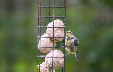 The Eurasian Blue Tit (Cyanistes caeruleus). The Eurasian Blue Tit (Cyanistes caeruleus), a small passerine bird in the tit family, Paridae.