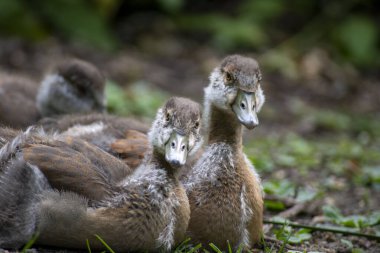 Mısırlı Kaz (Alopochen aegyptiaca). Ördekler, kazlar ve kuğulardan oluşan Anatidae familyasının Afrikalı bir üyesi. Bu tür Avrupa, Amerika Birleşik Devletleri ve diğer ülkelerde de kullanılmıştır..