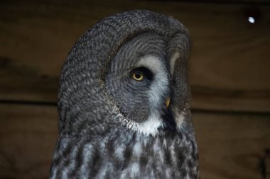 Büyük Gri Baykuş (Strix nebulosa), ayrıca Büyük Gri Baykuş, Kuzey 'in Hayaleti, Cinereous Baykuşu, Tayfsal Baykuş, Lapland Baykuşu, Spruce Baykuşu, Sakallı Baykuş ve Sooty Baykuşu olarak da bilinir..