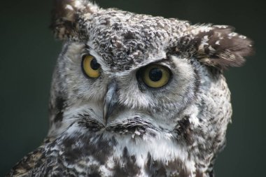 Büyük Boynuzlu Baykuş (