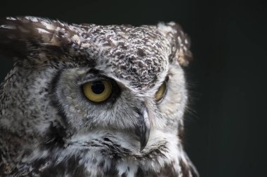 Büyük Boynuzlu Baykuş (