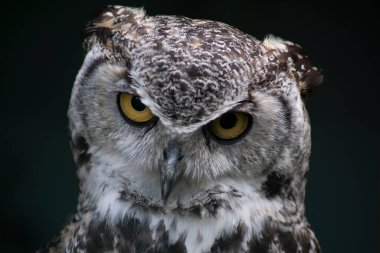 Büyük Boynuzlu Baykuş (