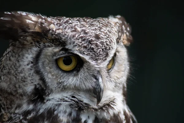 Büyük Boynuzlu Baykuş (