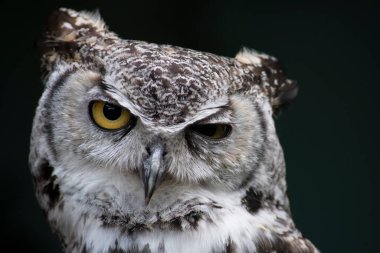 Büyük Boynuzlu Baykuş (