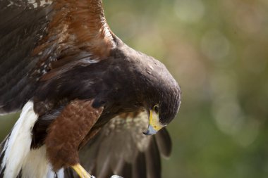 Harris Şahini (Parabuteo unicinctus), eskiden Bay-Winged Hawk, Dusky Hawk ve bazen de Wolf Hawk olarak bilinir..