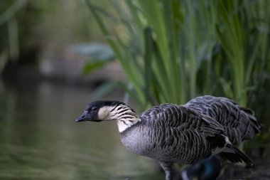 Nene (Branta sandvicensis) veya Hawaii Kaz 'ı.