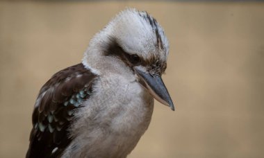 Gülen ahmak (Dacelo novaeguineae) familyasından bir kuş arası kingfisher alt familya Halcyoninae.