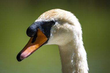 Anatidae familyasından Dilsiz Kuğu (Cygnus olor)..