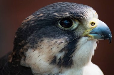 Peregrine Falcon (Falco peregrinus), atmacagiller (Falconidae) familyasından Falconidae familyasından yırtıcı bir kuş türü..