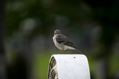 Kuzey Alaycı Kuşu (Mimus polyglottos), Mimidae familyasından bir kuş türü..